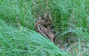 „Leśny kidnapping” powszechny. Leśnicy apelują o rozsądek