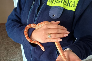 Wąż w… wannie.  Niecodzienna interwencja w Kielcach