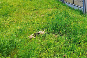 Wstrząsające odkrycie na Bocianku. Znaleziono okaleczone zwłoki kota