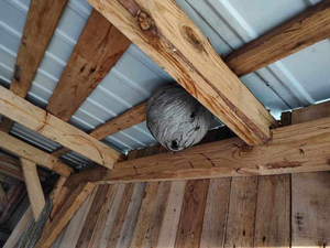 Strażacy notują mnóstwo interwencji związanych z owadami. Także tych niezasadnych