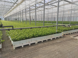 W Gospodarstwie Nasienno-Szkółkarskim w Sukowie-Papierni powstało już 30 milionów sadzonek!