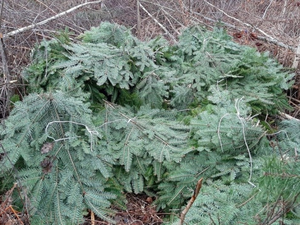 Surowe kary za kradzieże stroiszu