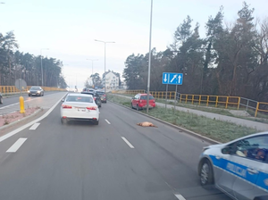 Kolizja z udziałem sarny na ul. Wojska Polskiego w Kielcach