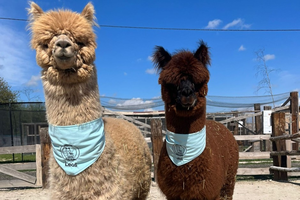 Orszak Trzech Króli w Kielcach. Wezmą w nim udział… dwie alpaki