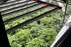 Nielegalna uprawa konopi w Rakowie