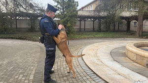 Nie noszą mundurów, a służą w policji