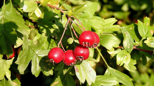Drzewa i krzewy miododajne pojawią się w powiecie kieleckim