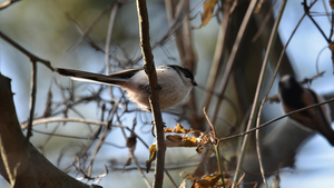 Zmartwychwstanie dokonuje się i w przyrodzie…