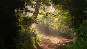 Świętokrzyskie Naturalnie: Wiosna w świecie ptaków