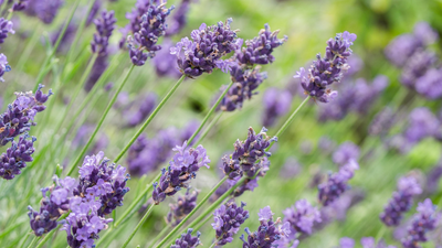 Lawendowe Święto Świadomości Padaczki na kieleckim Rynku