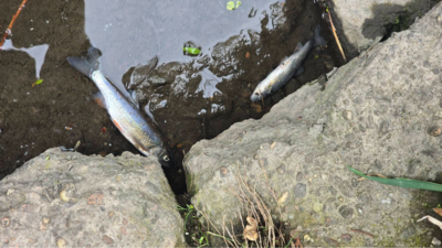 Śnięte ryby w Silnicy