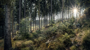 Przyjdź na spacer z leśnikiem i... posadź drzewa!