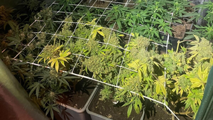 Prowadził nielegalną plantację konopi. Wpadł w ręce policjantów