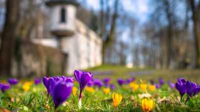 W mieście pojawi się więcej zieleni