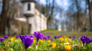 W mieście pojawi się więcej zieleni
