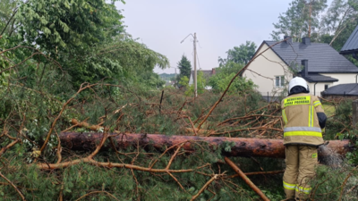 Burze w regionie. Strażacy usuwają powalone drzewa